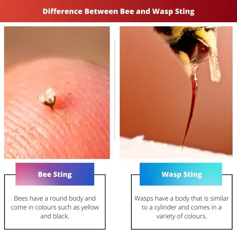 Difference Between Bee and Wasp Sting