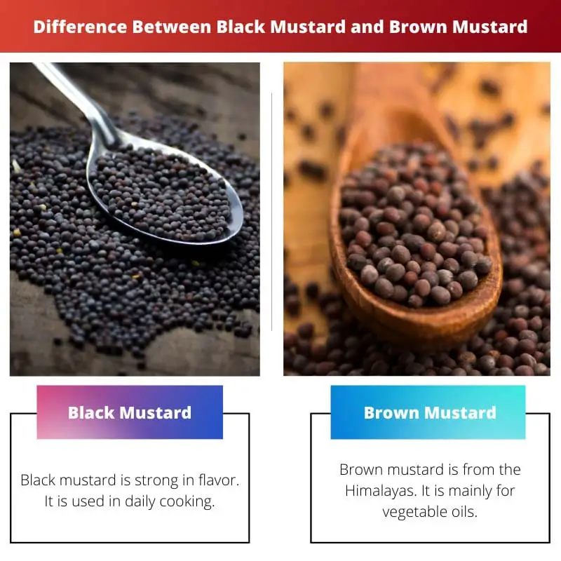 Difference Between Black Mustard and Brown Mustard