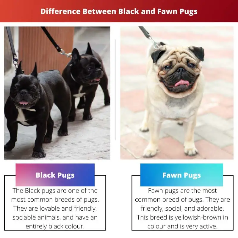 Difference Between Black and Fawn Pugs