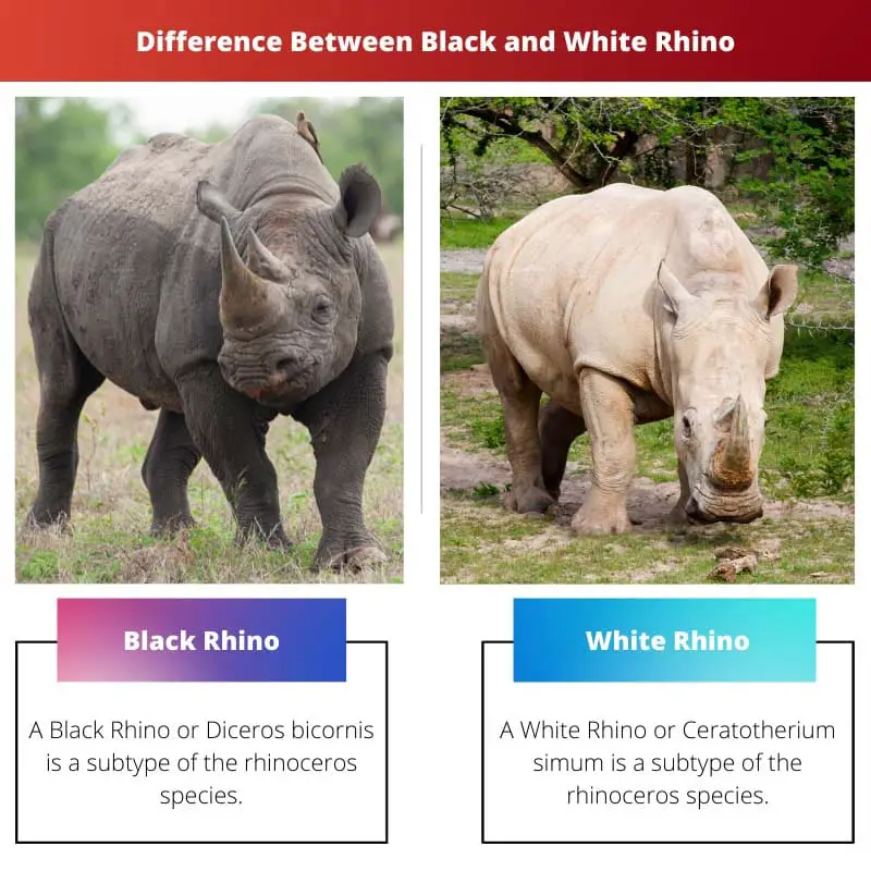 Difference Between Black and White Rhino