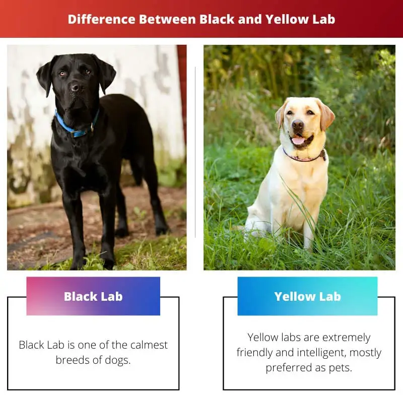 Difference Between Black and Yellow Lab