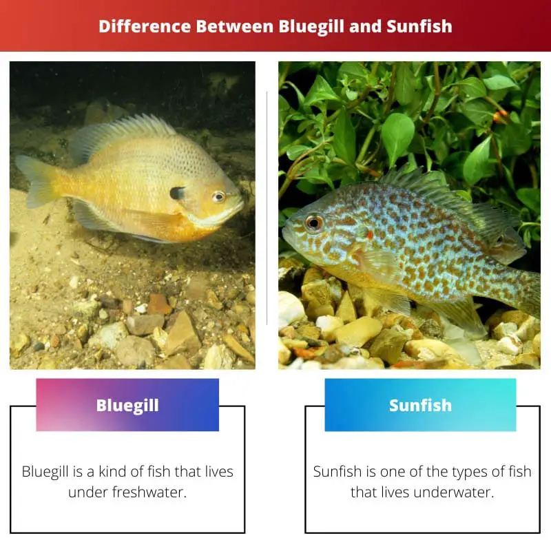 Difference Between Bluegill and Sunfish