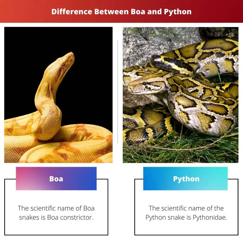 Difference Between Boa and Python
