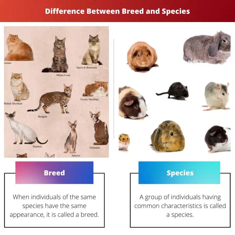 Difference Between Breed and Species