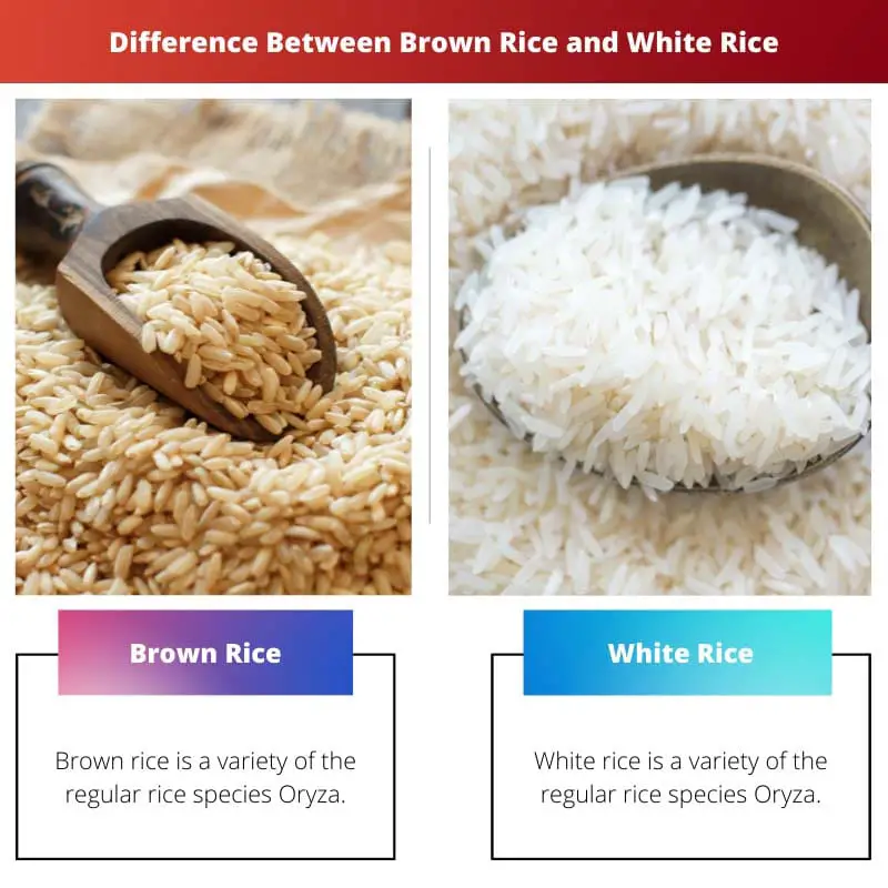 Difference Between Brown Rice and White Rice
