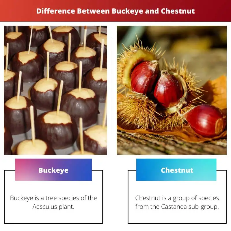 Difference Between Buckeye and Chestnut