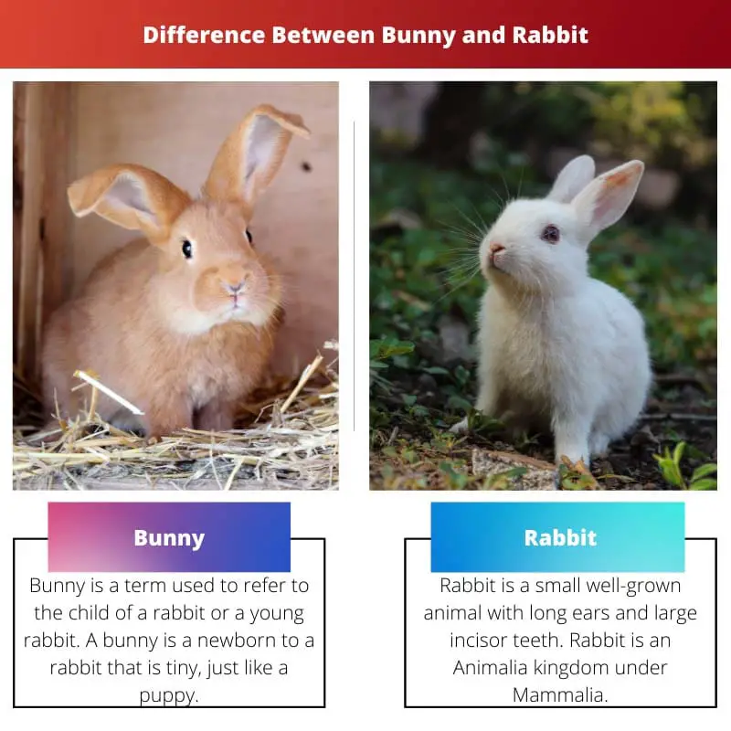 Difference Between Bunny and Rabbit