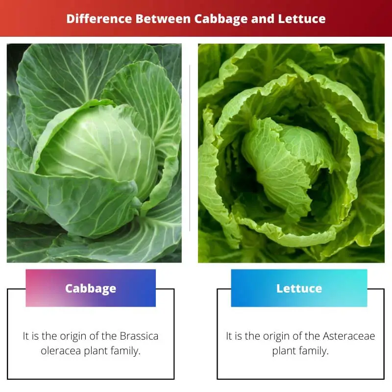Difference Between Cabbage and Lettuce
