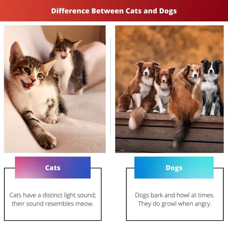 Difference Between Cats and Dogs