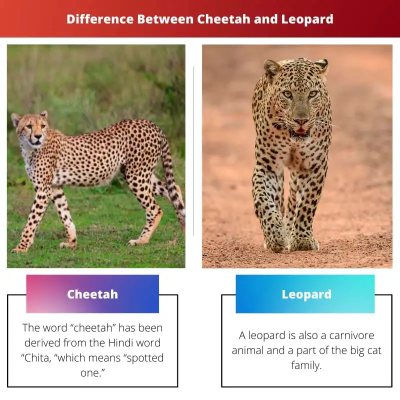 Difference Between Cheetah and Leopard