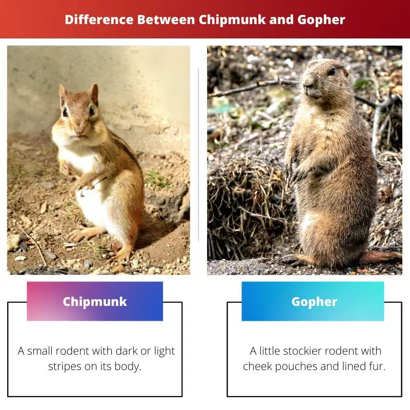 Difference Between Chipmunk and Gopher