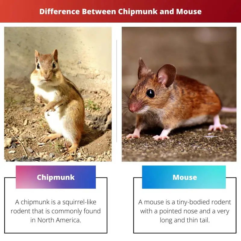 Difference Between Chipmunk and Mouse