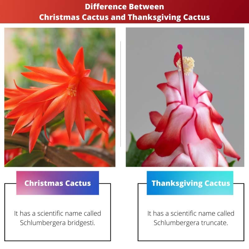 Difference Between Christmas Cactus and Thanksgiving Cactus