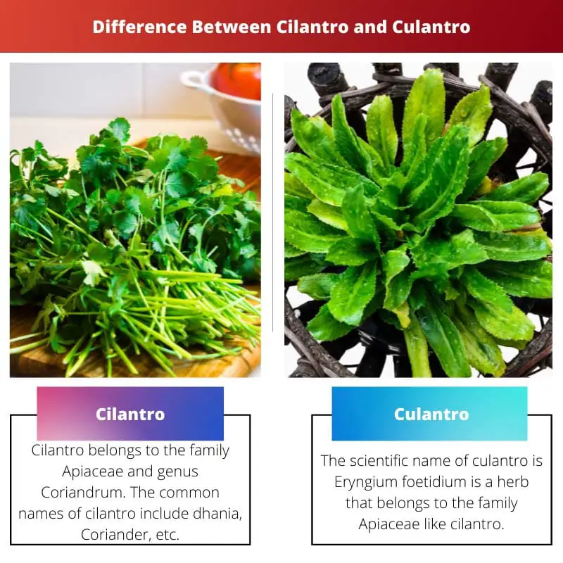 Difference Between Cilantro and Culantro