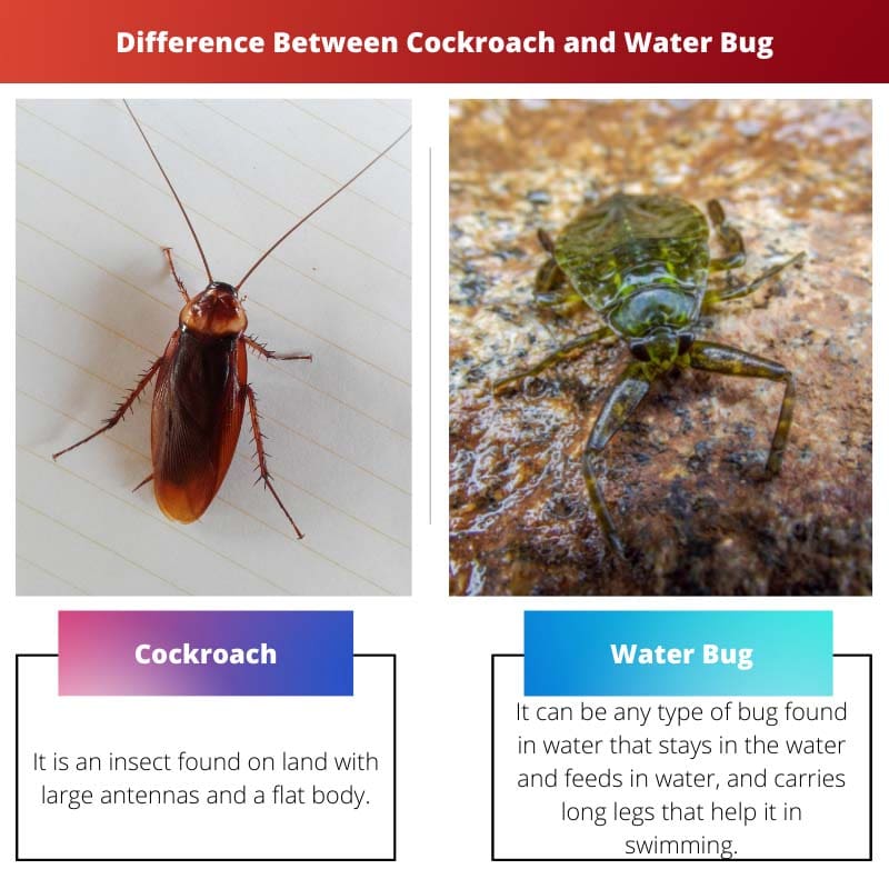 Difference Between Cockroach and Water Bug