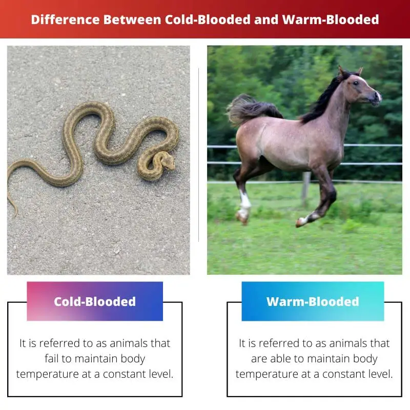 Difference Between Cold-Blooded and Warm-Blooded