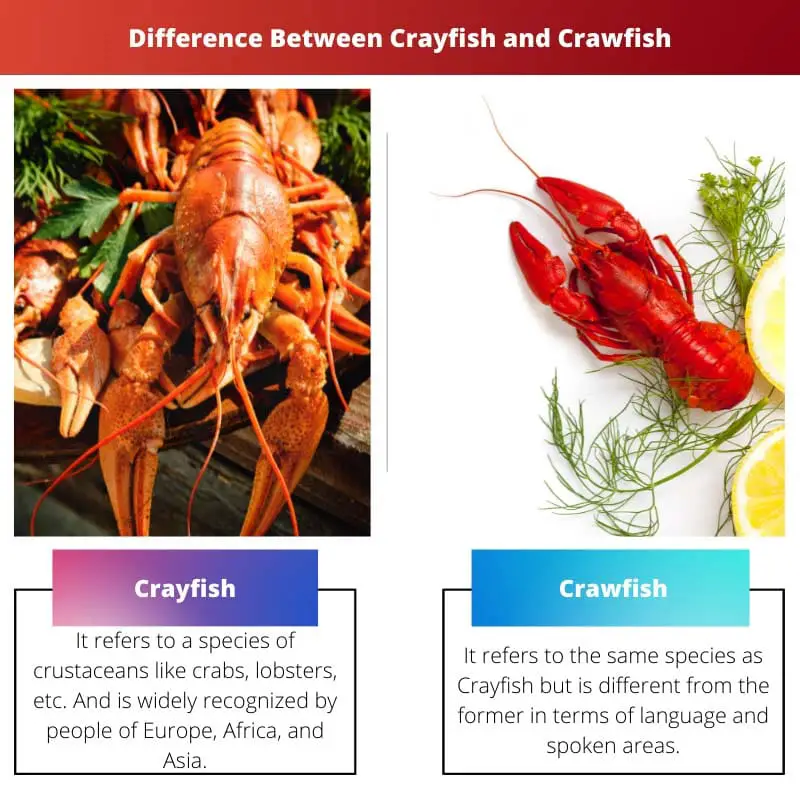 Difference Between Crayfish and Crawfish