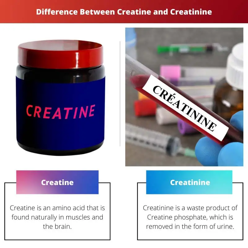 Difference Between Creatine and Creatinine