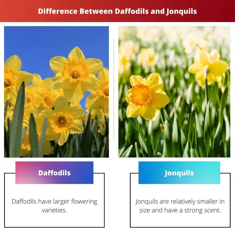 Difference Between Daffodils and Jonquils