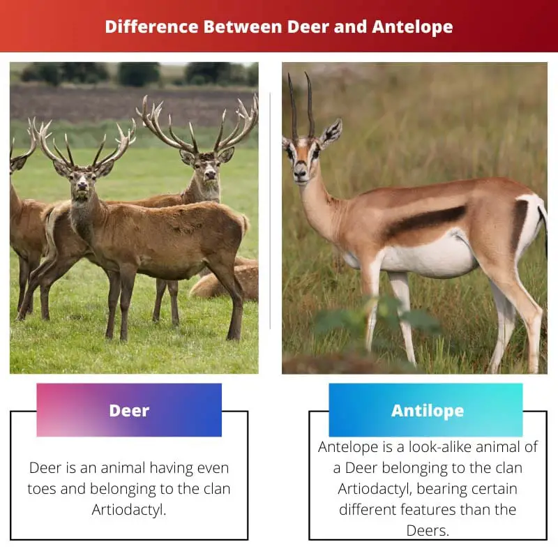 Difference Between Deer and Antelope