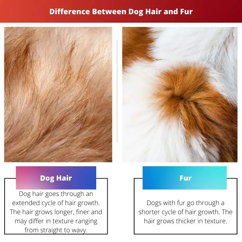 Difference Between Dog Hair and Fur
