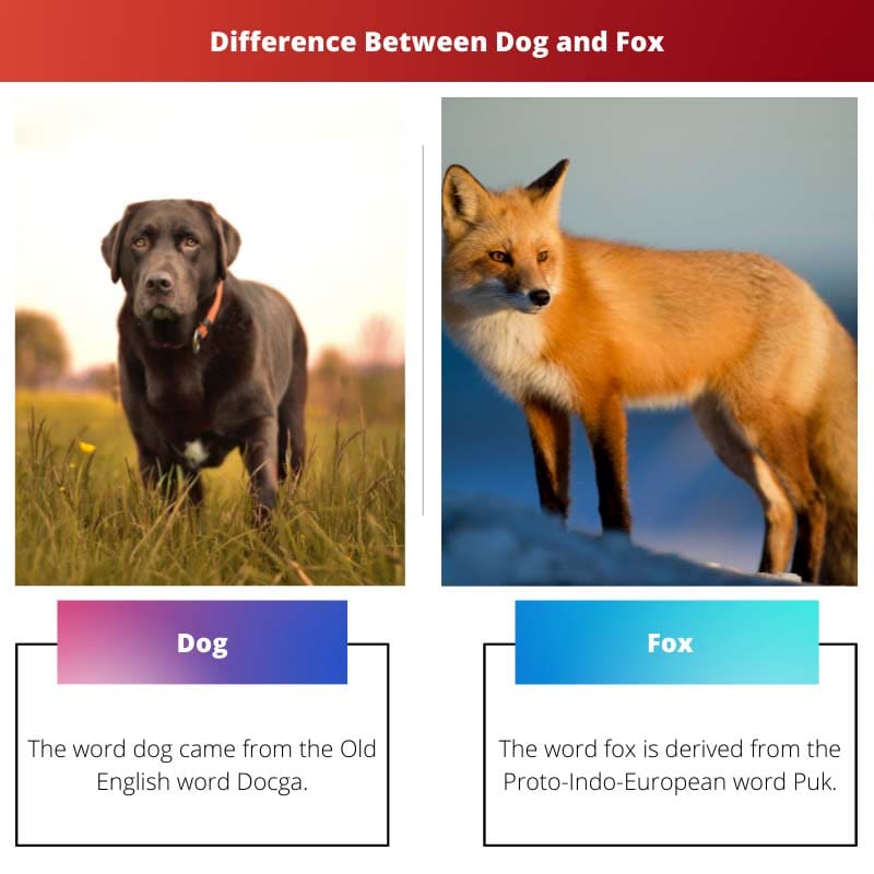 Difference Between Dog and