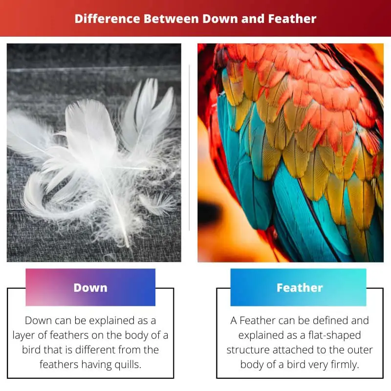 Difference Between Down and Feather