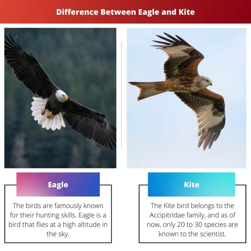 Difference Between Eagle and Kite