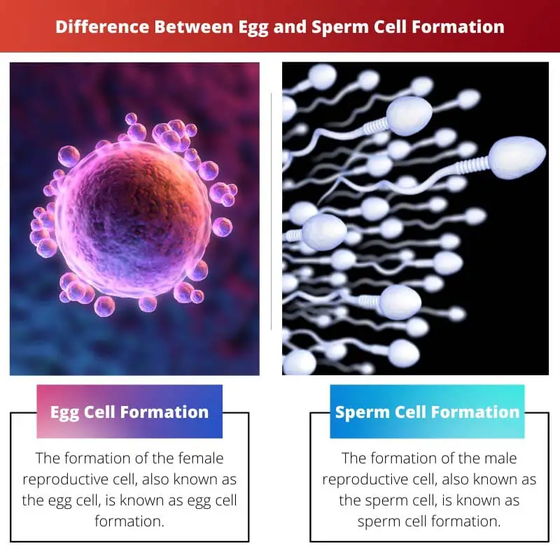 Difference Between Egg and Sperm Cell Formation