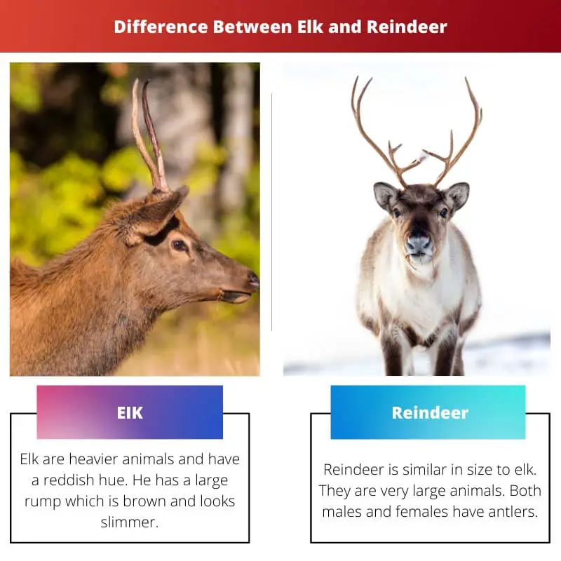 Difference Between Elk and Reindeer