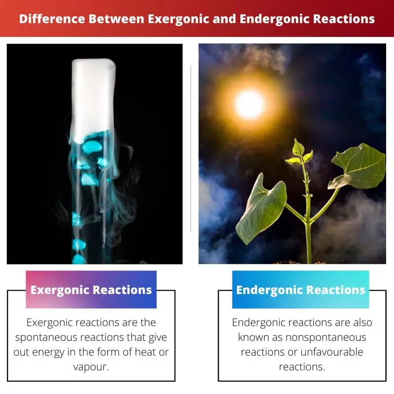 Difference Between Exergonic and Endergonic Reactions