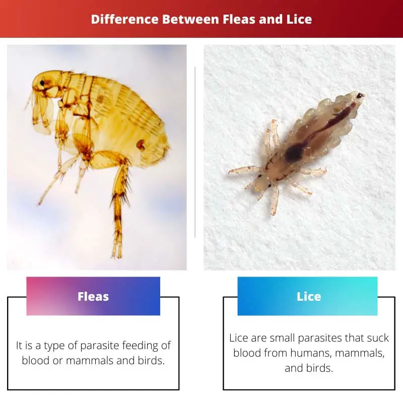 Difference Between Fleas and Lice