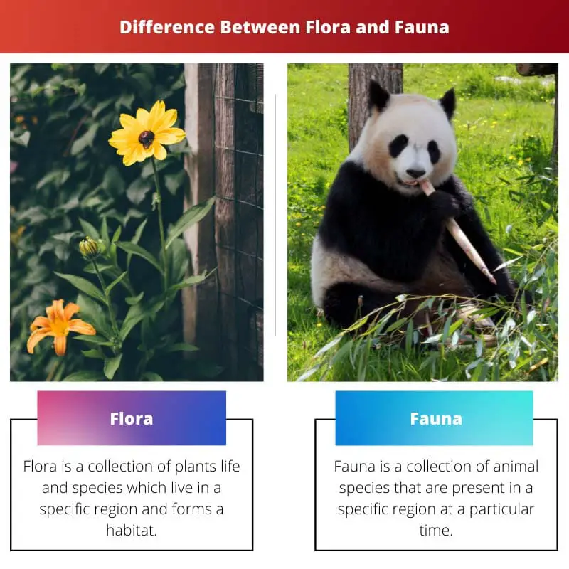 Difference Between Flora and Fauna
