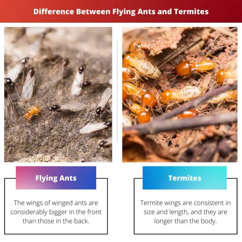 Difference Between Flying Ants and Termites