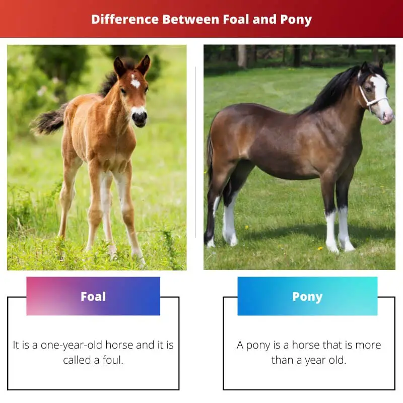 Difference Between Foal and Pony