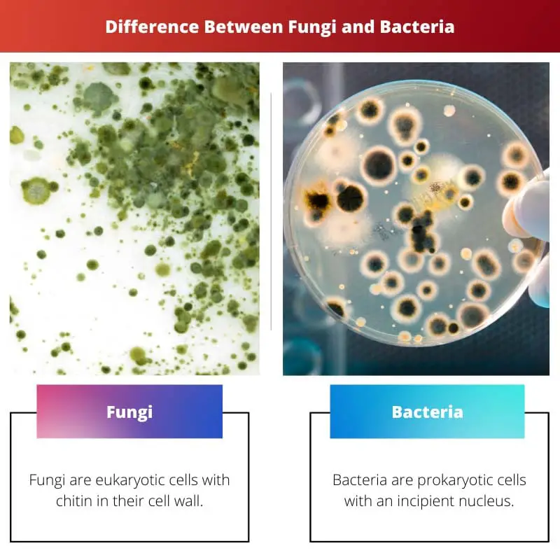 Difference Between Fungi and Bacteria