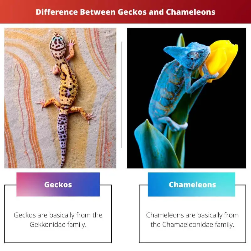Difference Between Geckos and Chameleons