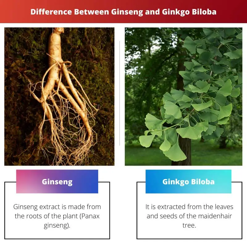 Difference Between Ginseng and Ginkgo Biloba