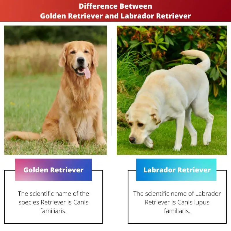 Difference Between Golden Retriever and Labrador Retriever