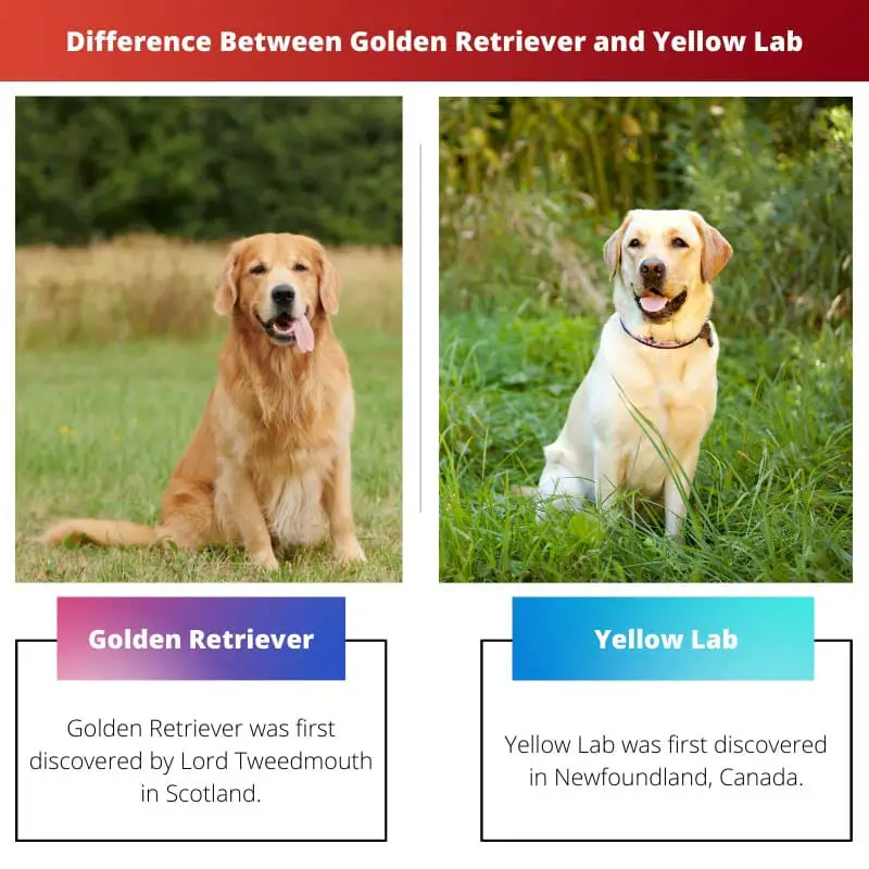 Difference Between Golden Retriever and Yellow Lab