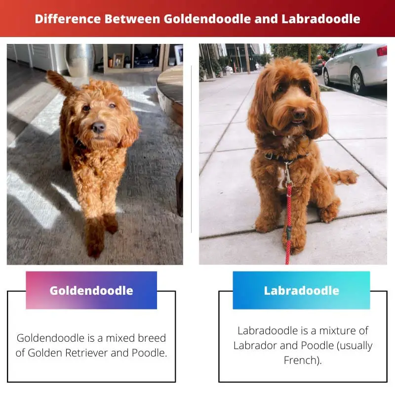 Difference Between Goldendoodle and Labradoodle