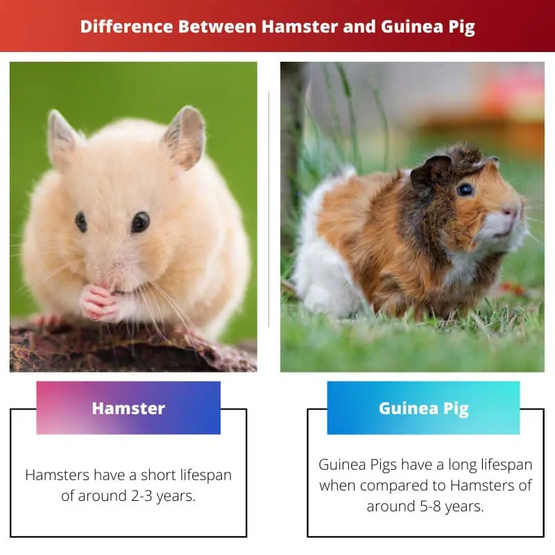 Difference Between Hamster and Guinea Pig