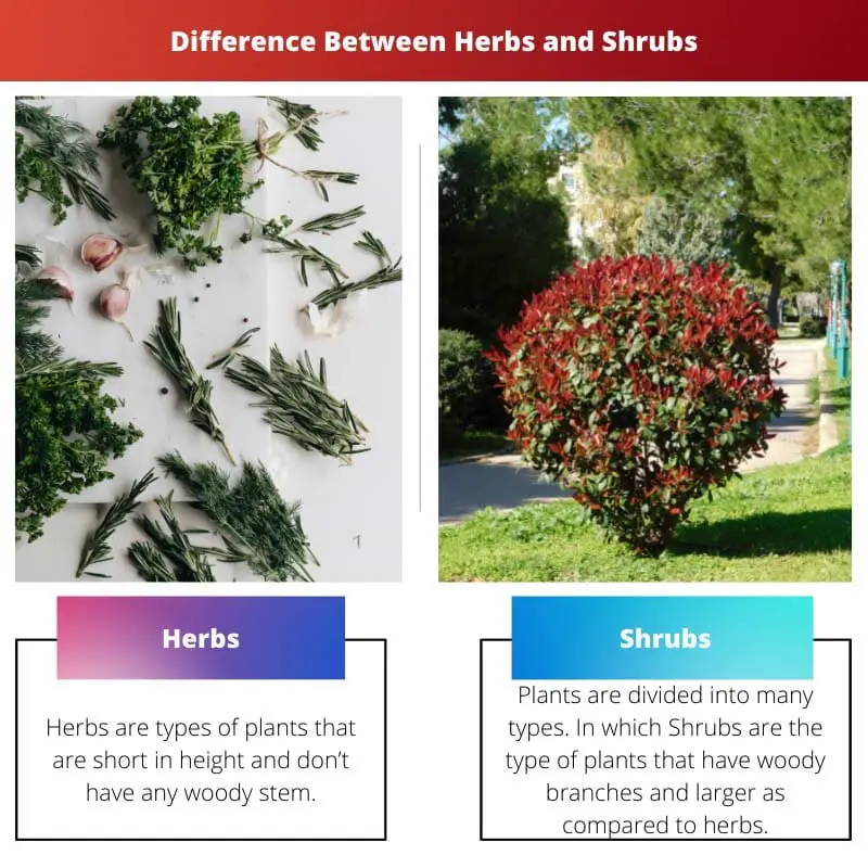 Difference Between Herbs and Shrubs