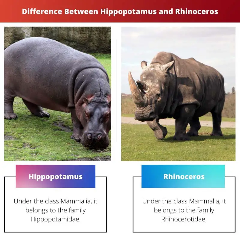 Difference Between Hippopotamus and Rhinoceros