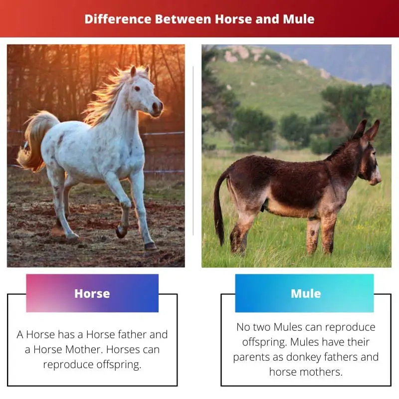 Difference Between Horse and Mule