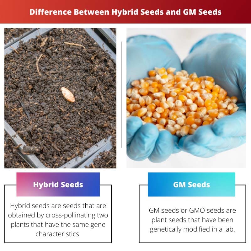 Difference Between Hybrid Seeds and GM Seeds
