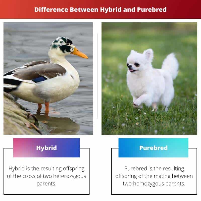 Hybrid Vs Purebred: Difference And Comparison