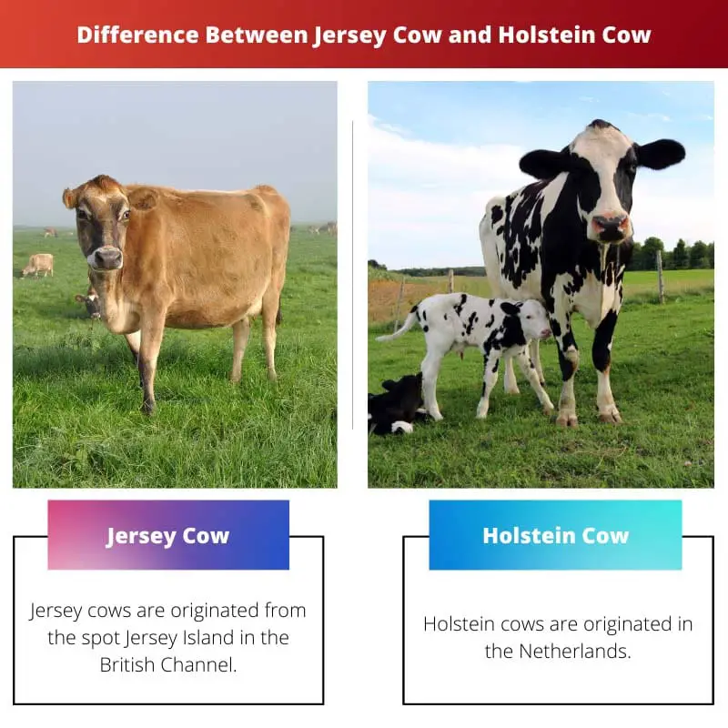 Difference Between Jersey Cow and Holstein Cow