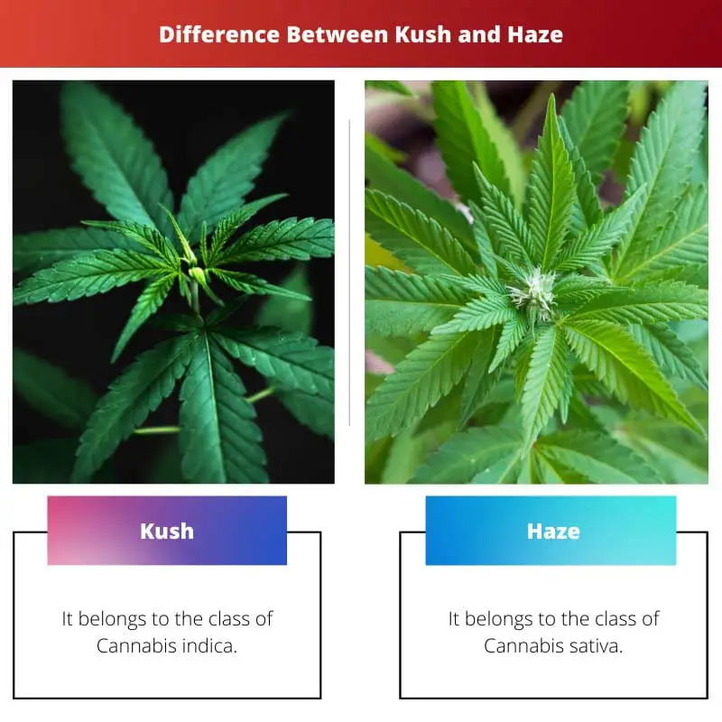 Difference Between Kush and Haze
