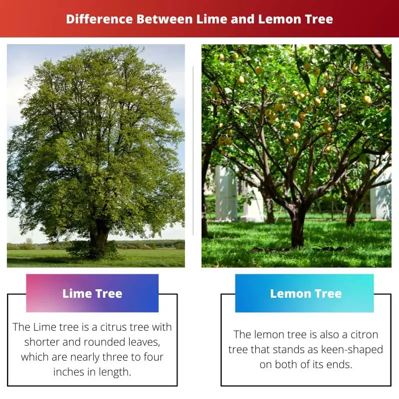 Difference Between Lime and Lemon Tree